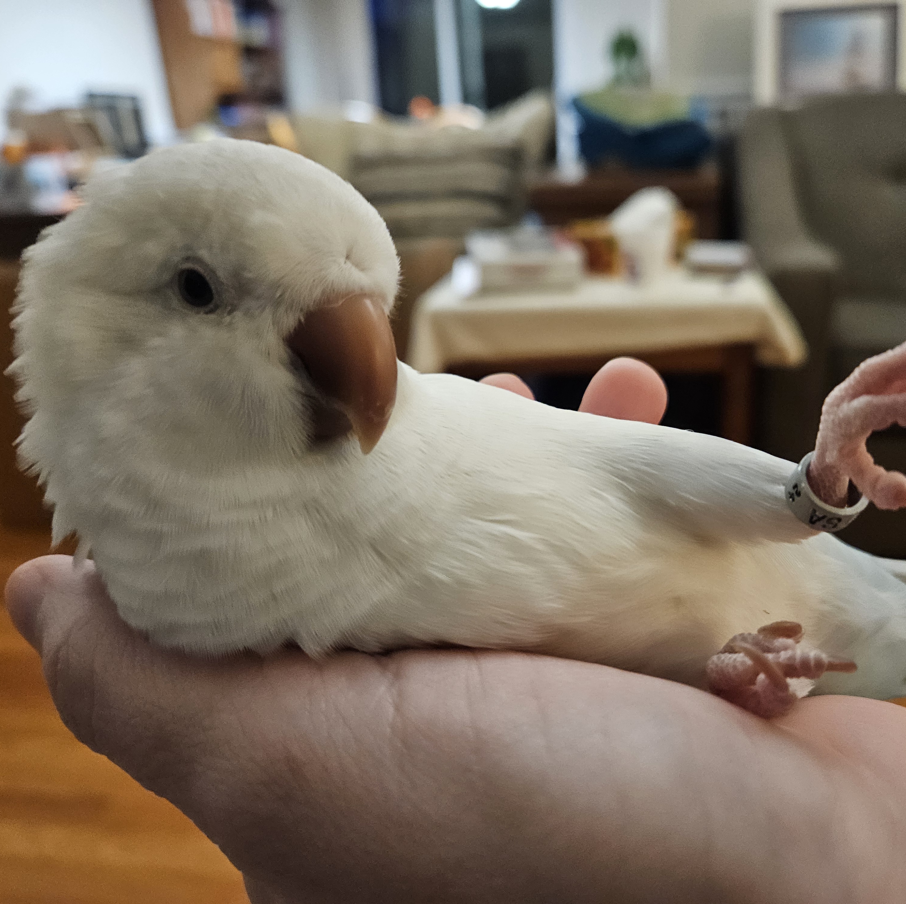 A White bird laying on its back in a human's hand.