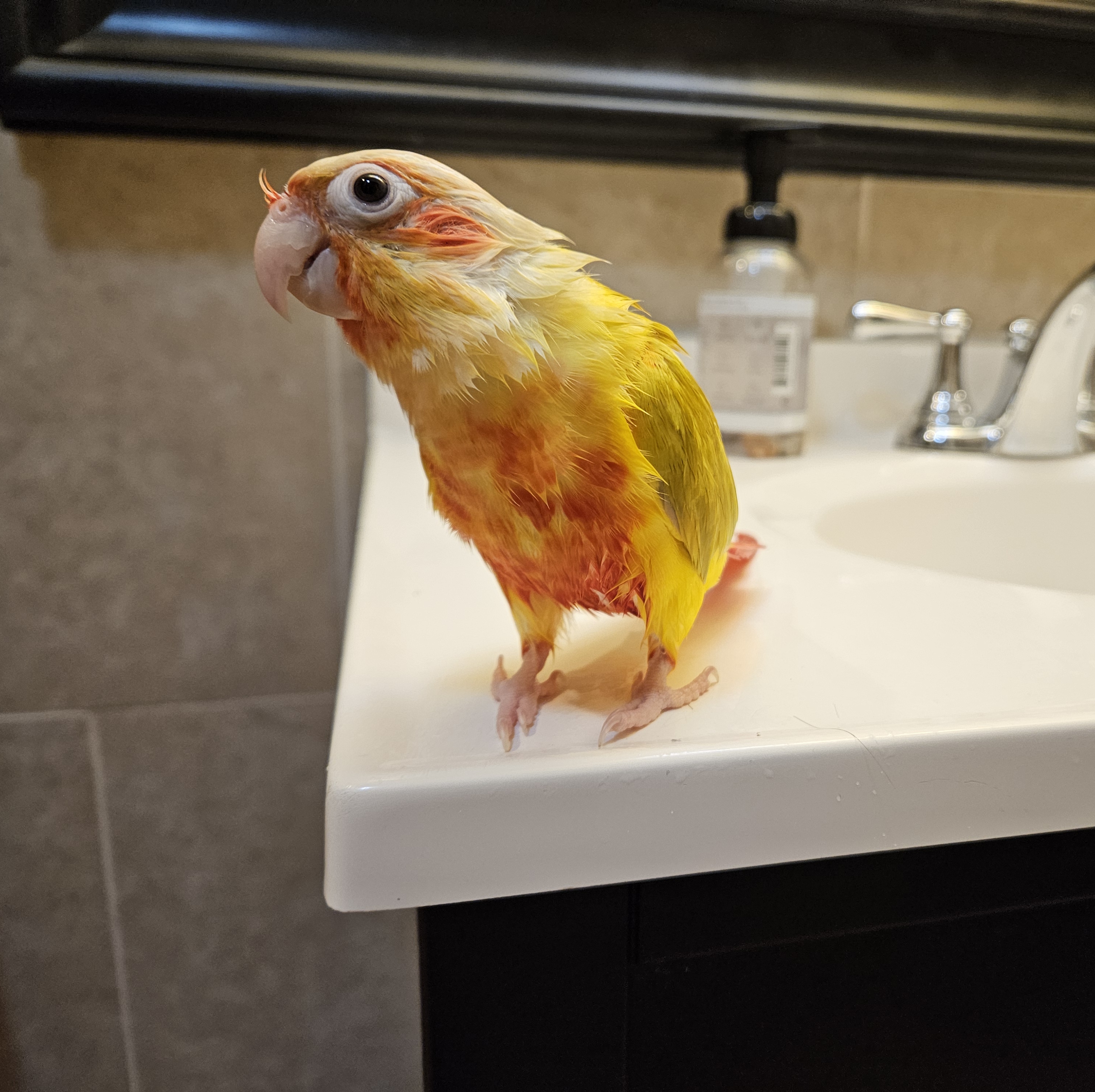 A orange yellow and white, wet bird sitting on a white sink looking at the person taking the picture.