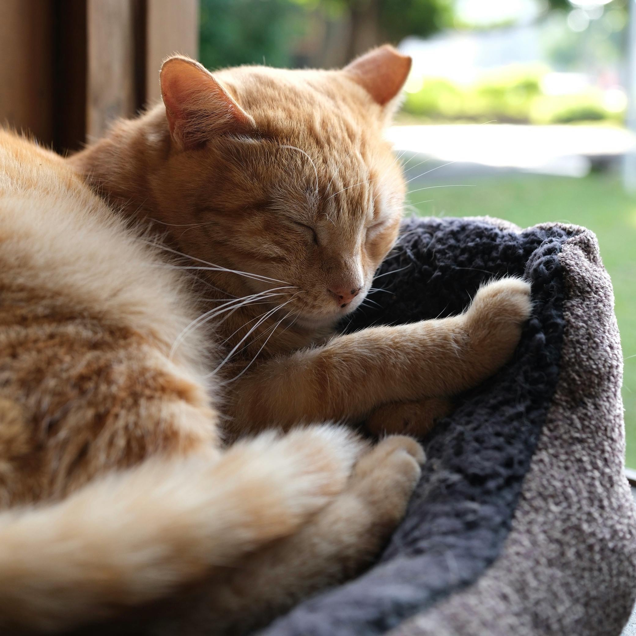 Serene Ginger Cat Sleeping by a Window