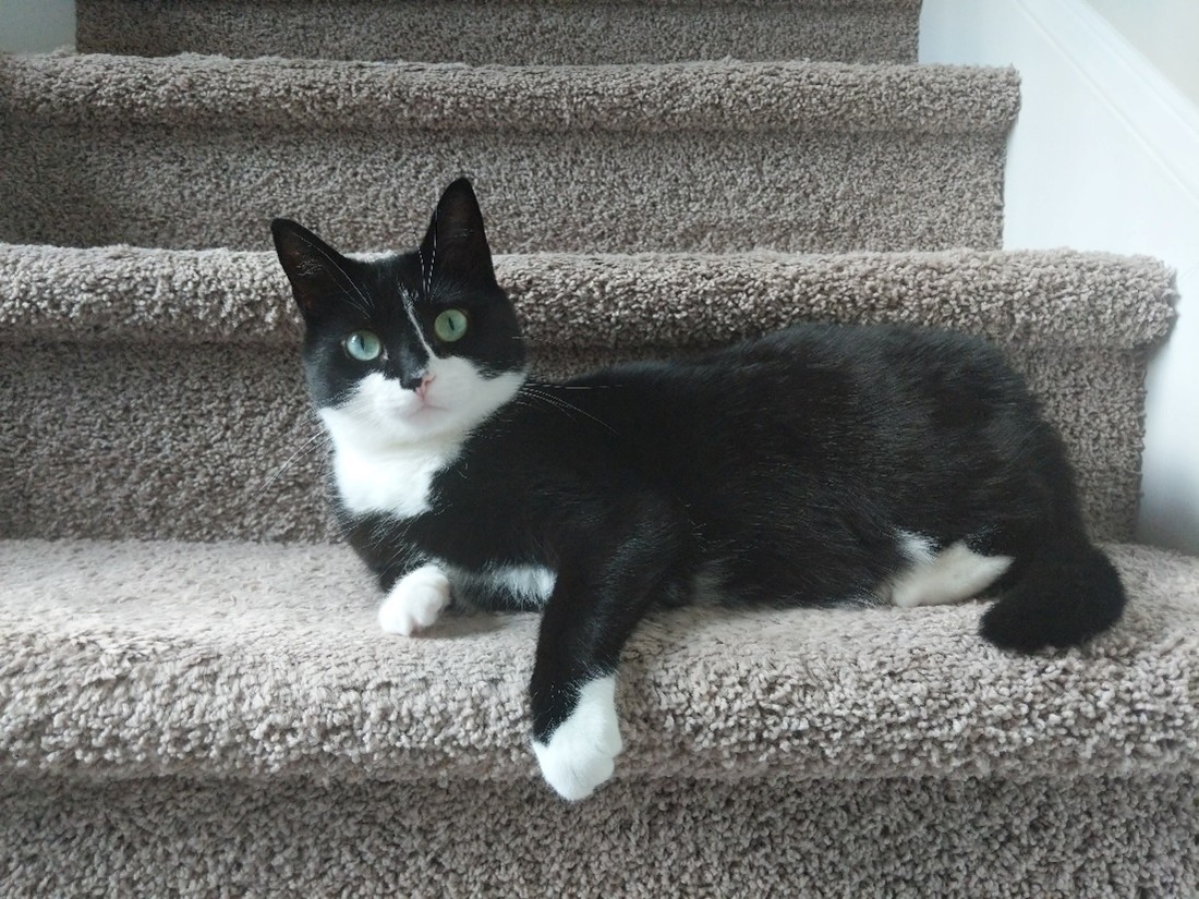 A black and white cat sitting on carpeted stairs.