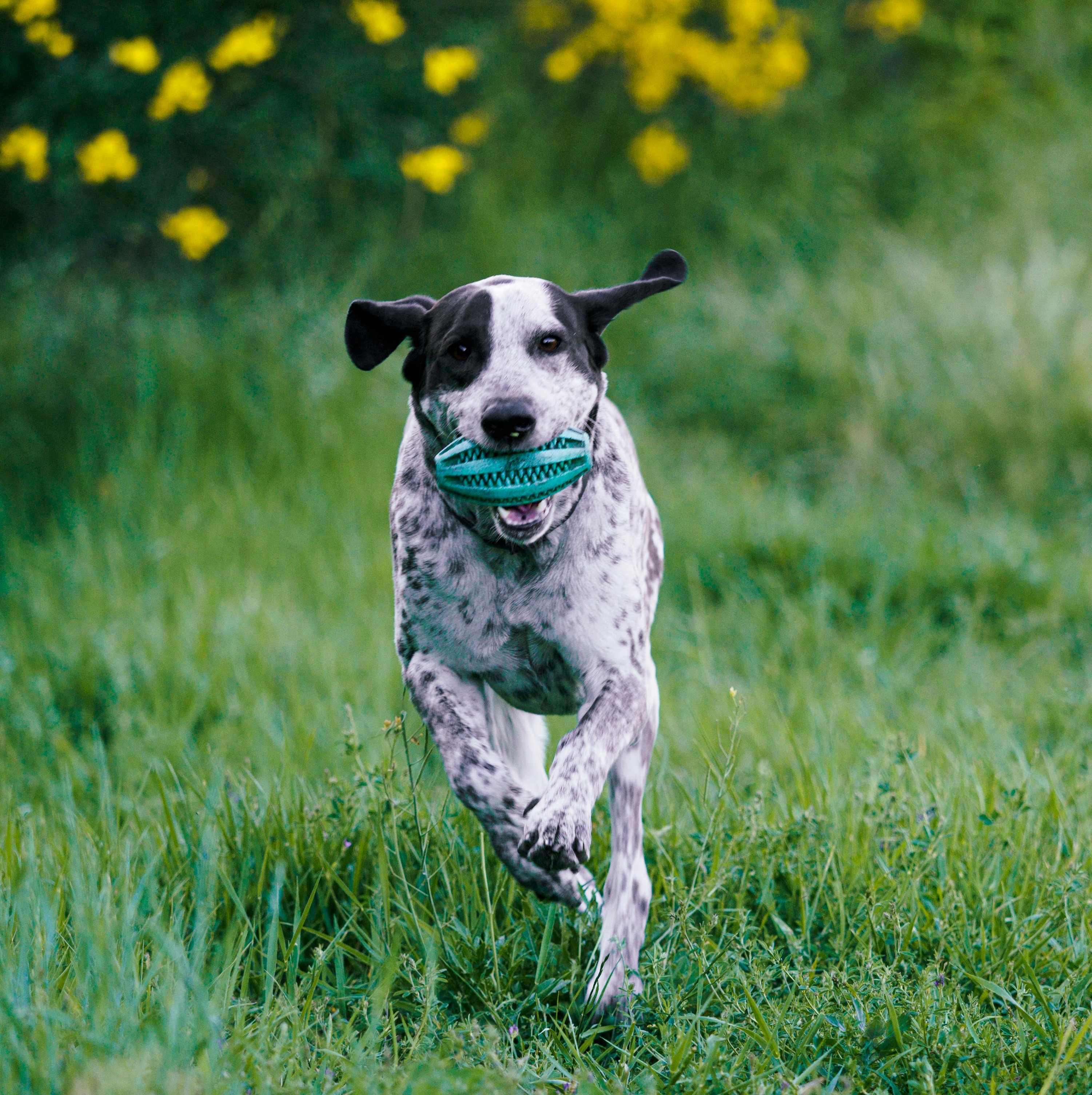 A White and Black Short Coated Dog Running with a Toy on Green Grass