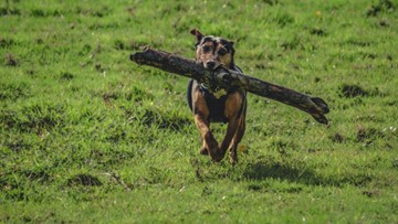 A brown and black dog running through a grass field